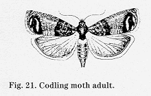 CPAP_7.fig21.gif (8151 bytes)