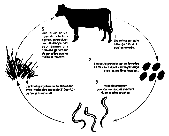 Clinique Vétérinaire St-Alexis - Chèvres et moutons : Comment gérer les  parasites?