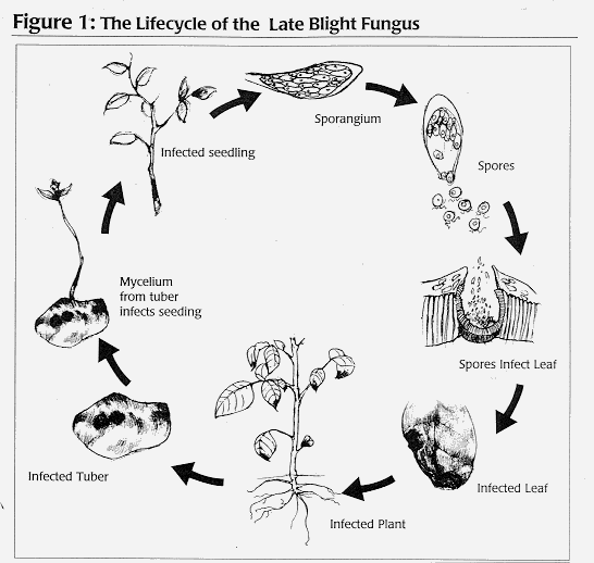 EAP73.fig1.gif (27346 bytes)